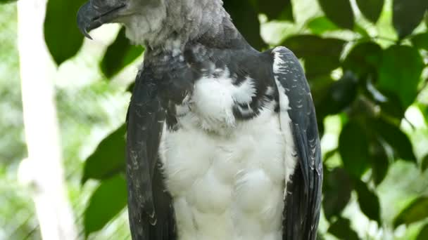 Harpy Eagle preening chest thick white feathers with grey wings in Panama