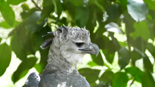 Upea Etelä Amerikan Majesteettinen Harpy Eagle Fluffing Höyhenet Aikana Preening — kuvapankkivideo