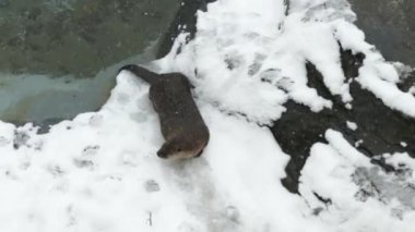 Soğuk kış manzarasında su samuru.