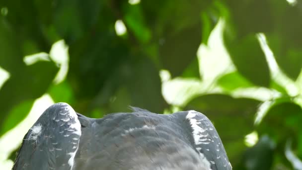 Güzel Gri Beyaz Harpy Kartalı — Stok video
