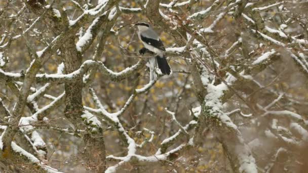 在寒冷的冬季景观中的鸟 — 图库视频影像