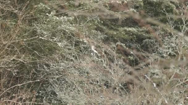 在寒冷的冬季景观中的鸟 — 图库视频影像