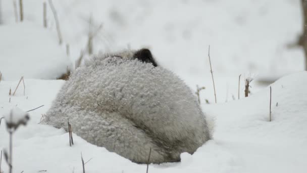 寒い冬の風景の中に北極キツネ — ストック動画