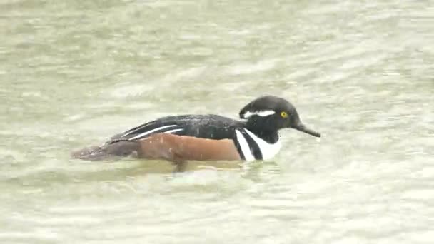 冬季在湖中游泳的鸟 — 图库视频影像