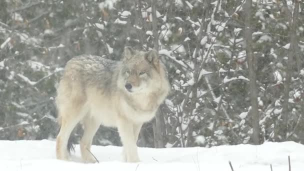 寒冷冬季的灰狼 — 图库视频影像