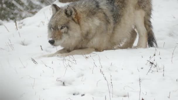 Grijze Wolf Koud Winterlandschap — Stockvideo