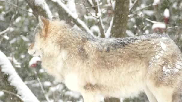 Γκρι Λύκος Στο Κρύο Χειμερινό Τοπίο — Αρχείο Βίντεο