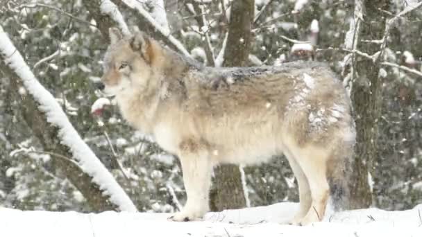 Loup Gris Dans Paysage Hivernal Froid — Video