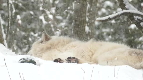 Lobo Cinzento Paisagem Fria Inverno — Vídeo de Stock