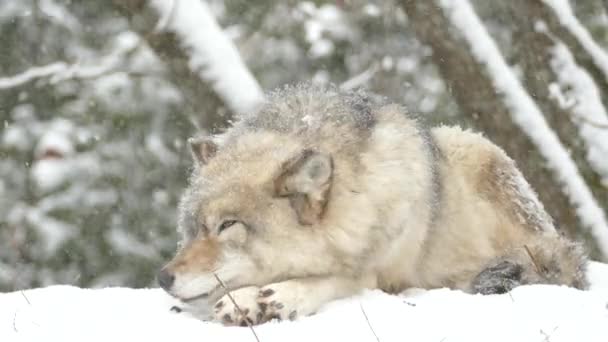 Lobo Cinzento Paisagem Fria Inverno — Vídeo de Stock