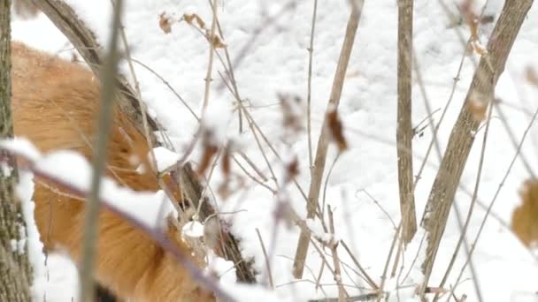 Soğuk Kış Manzarasında Kızıl Tilki — Stok video