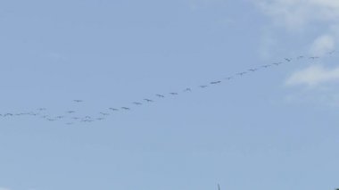 Büyük bir kuş sürüsü yatay hat oluşturarak uzaklardan uçarak uzaklaşıyor.