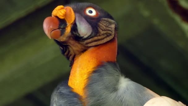 Gros plan du corps du roi Vautour tandis qu'il était perché avec des mouches sur ses plumes - HD 24fps 
