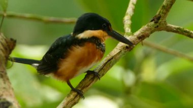 Yeşil-ve-Pasaklı Kingfisher bir dala tünemiş ve çömelmiş - Hd 24 fps