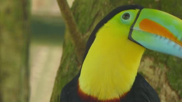 Toucan Grooming Large Beak While Perched Branch Close Shot 24Fps — Stock Video