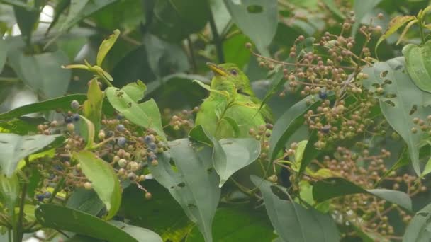 Hembra Verde Trepadora Que Canta Alimenta Frutas 24Fps — Vídeo de stock