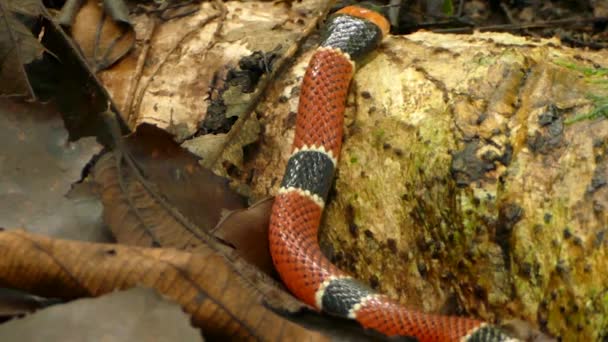 Venijnige Koraalslang Kruipt Langzaam Weg Jungle Vloer 24Fps — Stockvideo