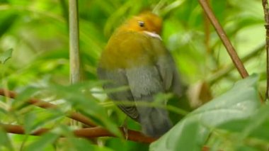 Prothonotary Warbler 'ın kapanış tüyleri - Hd 24 fps
