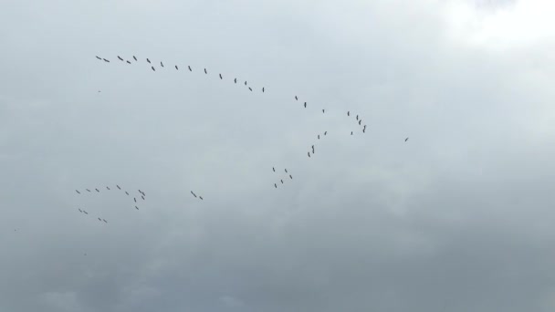 曇り空を飛ぶ大型木製コウノトリ鳥の の形成 24Fps — ストック動画