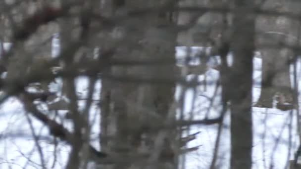 Fuchs Joggt Schnee Hinter Baumreihen Kanadischen Winterwald 24Fps — Stockvideo