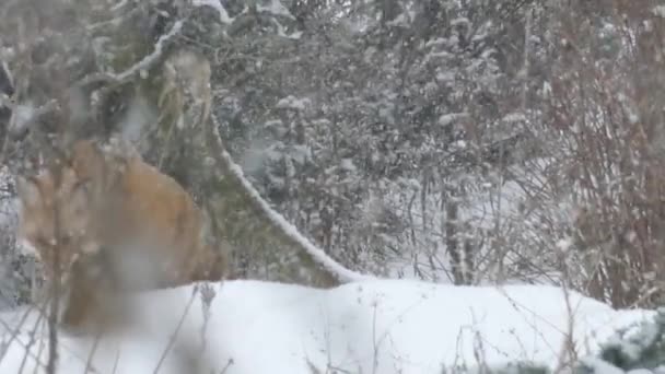 Bella Volpe Rossa Che Cammina Nella Neve Durante Nevicata Mentre — Video Stock