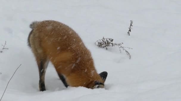 Joli Renard Rouge Avec Une Fourrure Épaisse Hiver Tête Dans — Video