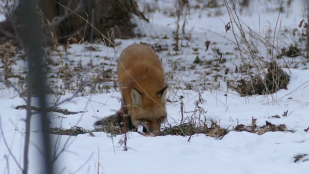 Fox Жевать Неопределенную Добычу Земле Высохшем Снегу Патч 24Fps — стоковое видео