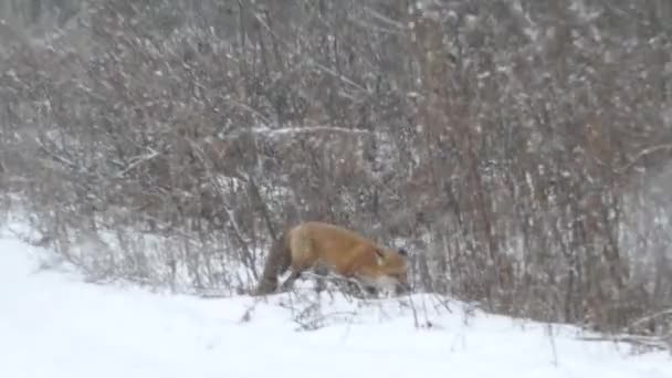 Червона Лисиця Стрибає Снігу Ловить Здобич Перш Ніж Їсти Його — стокове відео