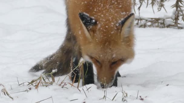 Fox Žvýkání Zasněžené Zemi Během Pěkného Sněžení Zimě 24Fps — Stock video