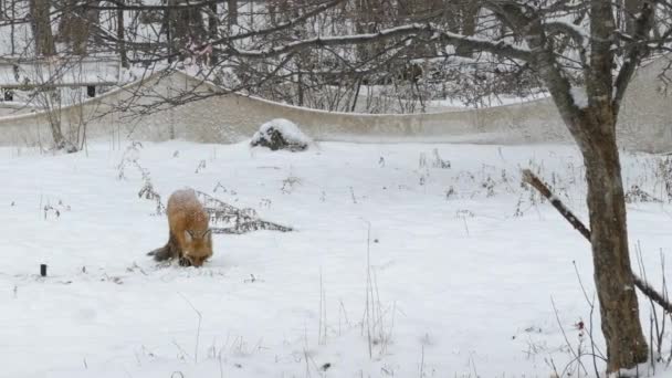 在雪地里喂狐狸 慢慢地 平稳地把它打成平底锅状 然后转过头去 24英尺 — 图库视频影像