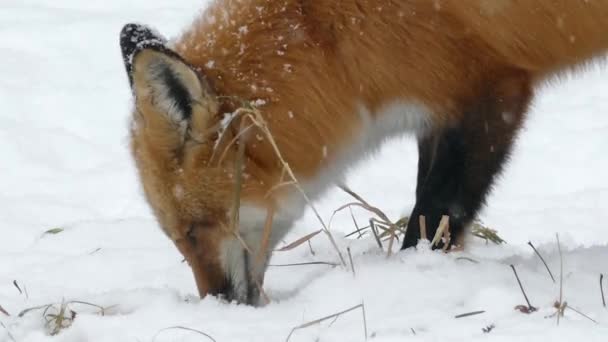 Red Fox Берет Перерыв Кормления Посмотреть Камеру Зимней Сцене 24Fps — стоковое видео