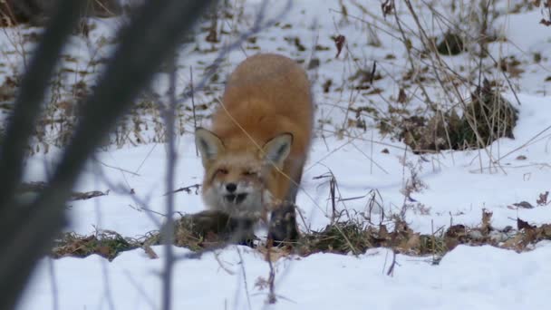 Low Camera Angle Fox Distance Winter Sniffing Ground 24Fps — 비디오