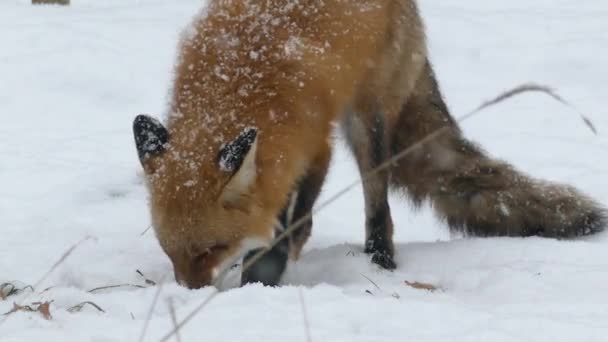 カナダの自然公園の雪の中で何かを調査するフォックス 24Fps — ストック動画