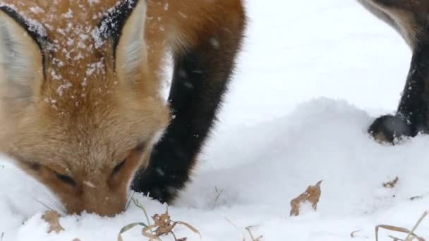 Detailní Záběr Krmení Lišek Zimě Při Mírném Sněžení Quebecu 24Fps — Stock video