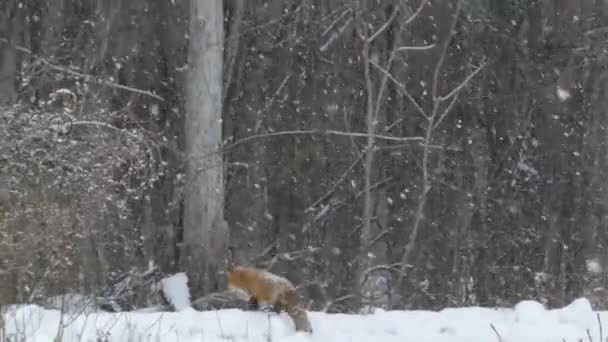 雪が降る冬に森に入るキツネを見せる美しい自然シーン 24Fps — ストック動画