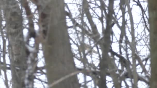 Pan Shot Volpe Natura Durante Inverno Canadese Freddo Secco 24Fps — Video Stock