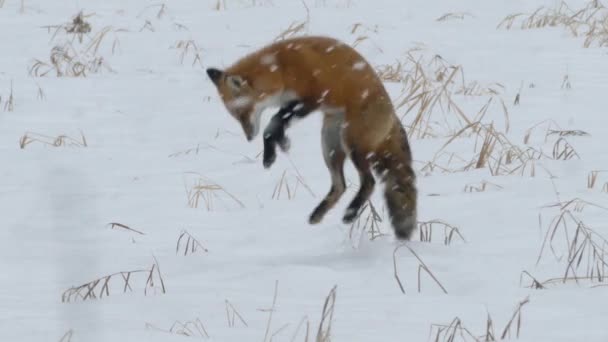雪が降る冬のフィールドでの赤いキツネの長い1分のシーケンス 24Fps — ストック動画