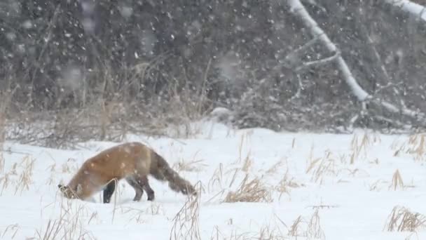 小雪下在田野边缘 狐狸在雪地里跳着头 24英尺每秒 — 图库视频影像