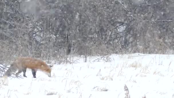 Dřevěný Okraj Zimě Padajícím Sněhem Červenou Liškou Kráčející Nonšalancí 24Fps — Stock video