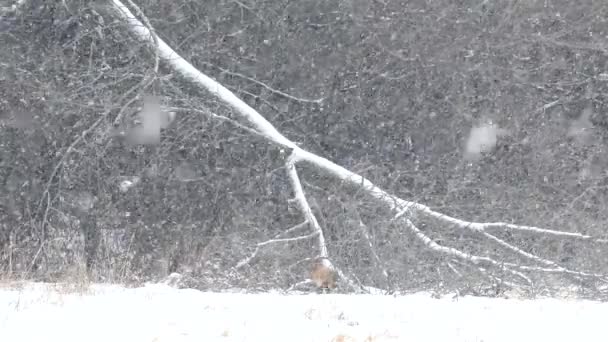 森の端に沿って歩く距離でキツネと明るい雪原 24Fps — ストック動画