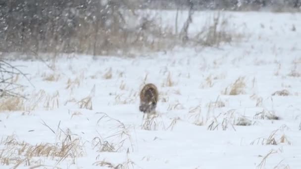 Tracking Shot Van Vos Weglopen Sneeuw Weg Het Bos 24Fps — Stockvideo