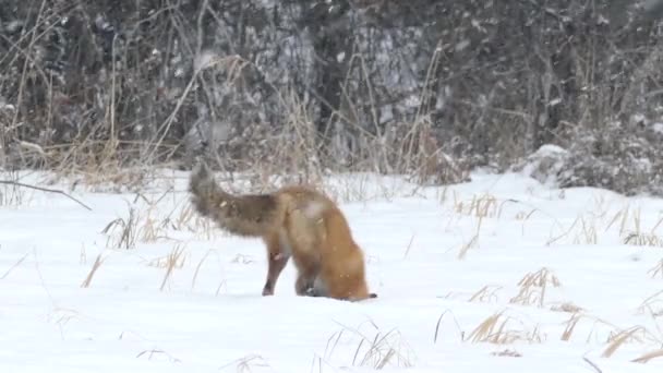 Красная Лиса Поле Активно Отслеживает Пропавшую Добычу Снегу Зимой 24Fps — стоковое видео