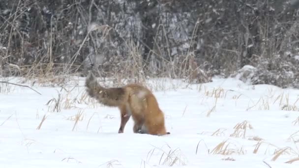 Volpe Rossa Campo Che Rintraccia Attivamente Una Preda Scomparsa Nella — Video Stock