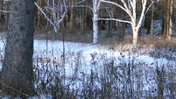 Campo Nevado Atardecer Con Zorro Caminando Visto Través Ramas Secas — Vídeos de Stock