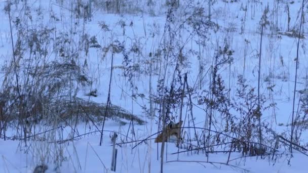 雪の中で枝を通してキツネを示す夕暮れ時のわずかなパン運動 24Fps — ストック動画