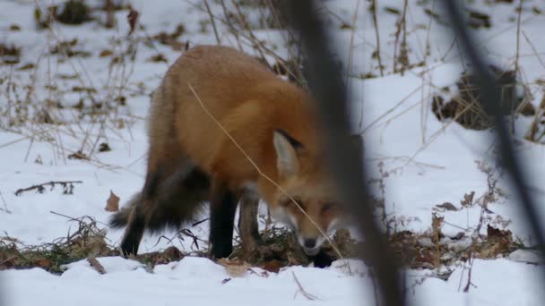 赤いキツネは枝を通して見られる部分的に覆われた雪の地面で何かを食べる 24Fps — ストック動画