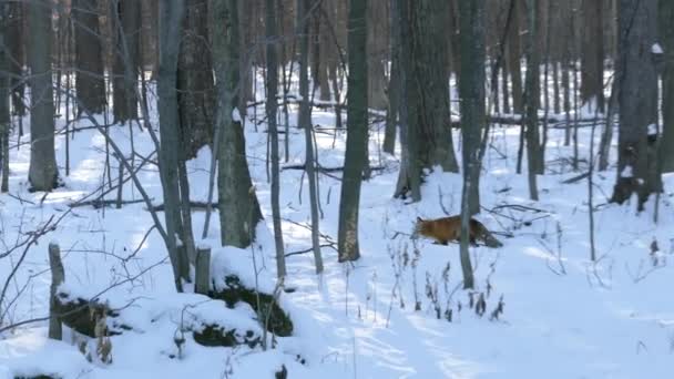 Raposa Vermelha Caminhando Floresta Inverno Com Árvores Sem Folhas Luz — Vídeo de Stock