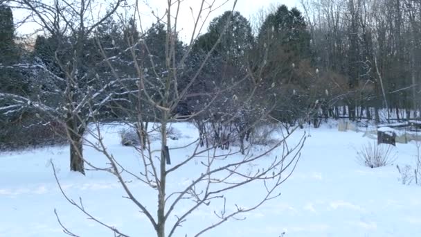 Allmän Trädgård Röd Räv Territorium För Jakt Nordamerika Vintern 24Fps — Stockvideo