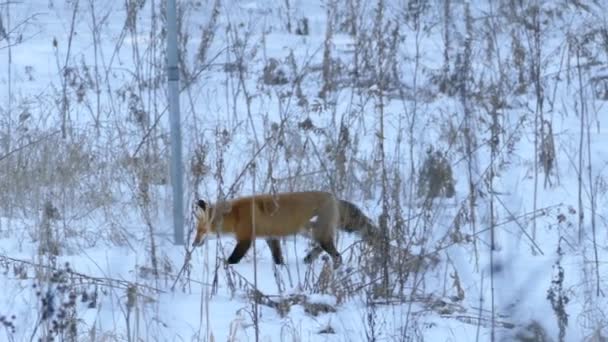 Salute Volpe Piedi Nella Neve Prima Fermarsi Esaminare Terreno 24Fps — Video Stock