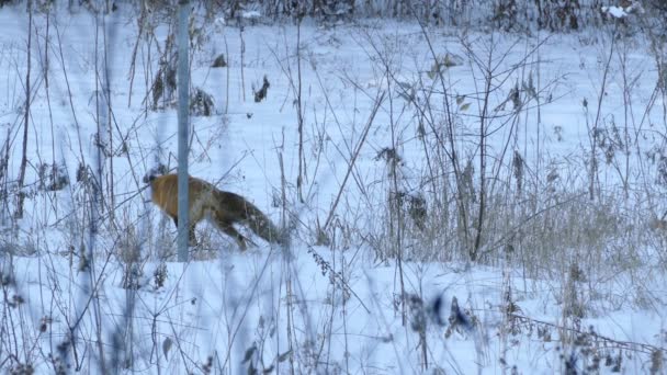 Зимний Общественный Сад Лисами Прыгающими Снегу Попытке Поймать Хищника 24Fps — стоковое видео